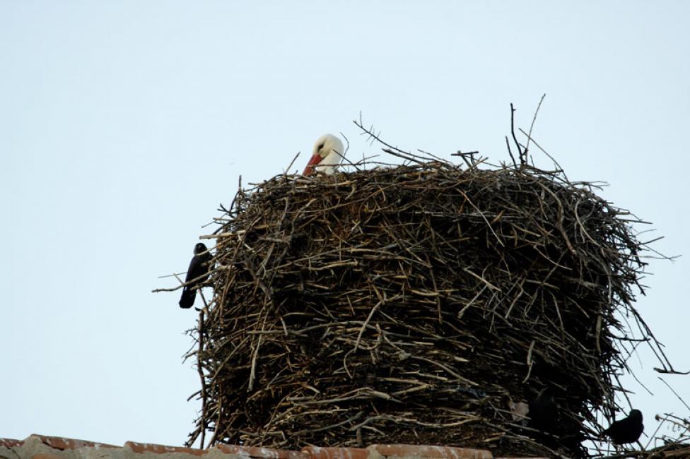 El tamaño del nido